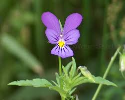 Attēlu rezultāti vaicājumam “Viola tricolor flower”