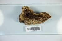 Attēlu rezultāti vaicājumam “Aurantiporus fissilis”