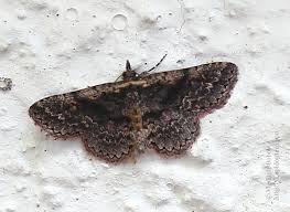 Attēlu rezultāti vaicājumam “Parascotia fuliginaria”