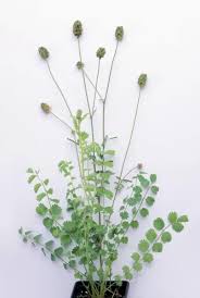 Image result for Sanguisorba minor