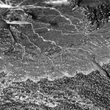 Attēlu rezultāti vaicājumam “Badhamia melanospora spores”