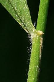 Attēlu rezultāti vaicājumam “Hordelymus europaeus leaf”