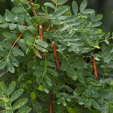 Attēlu rezultāti vaicājumam “Caragana arborescens”
