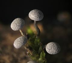 Attēlu rezultāti vaicājumam “Physarum bivalve sessile”