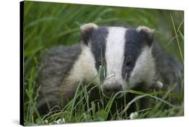 Attēlu rezultāti vaicājumam “Meles meles adult”