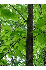Attēlu rezultāti vaicājumam “Magnolia acuminata leaf”
