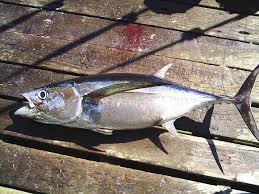 Image result for Thunnus alalunga
