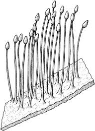 Attēlu rezultāti vaicājumam “Funaria hygrometrica sporophyte”