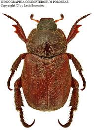 Attēlu rezultāti vaicājumam “Hoplia parvula”