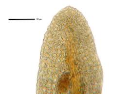Attēlu rezultāti vaicājumam “Gyroweisia tenuis”