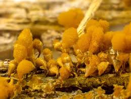 Attēlu rezultāti vaicājumam “Hemitrichia clavata stalked”