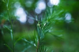 Attēlu rezultāti vaicājumam “Chrysopidae imago”