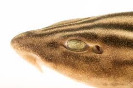 Image result for Poroderma africanum