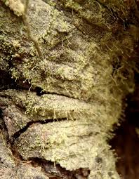 Attēlu rezultāti vaicājumam “Chaenotheca furfuracea”