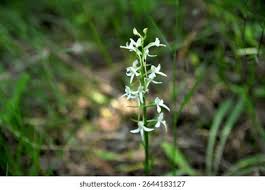 Attēlu rezultāti vaicājumam “Platanthera bifolia flower”