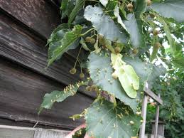 Attēlu rezultāti vaicājumam “Acalitus longisetosus”