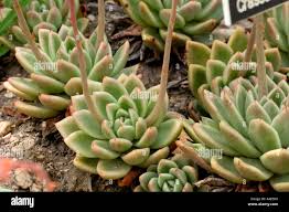 Attēlu rezultāti vaicājumam “Crassulaceae”