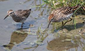 Image result for Calidris subminuta