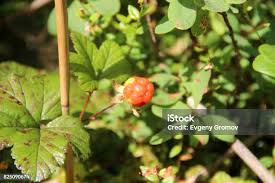 Attēlu rezultāti vaicājumam “Rubus chamaemorus fruit”