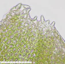Attēlu rezultāti vaicājumam “Lophozia ventricosa”