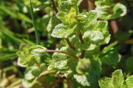 Attēlu rezultāti vaicājumam “Veronica filiformis bud”