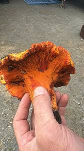 Attēlu rezultāti vaicājumam “Leptoporus mollis”