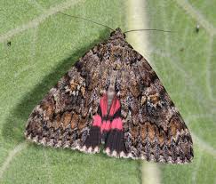 Attēlu rezultāti vaicājumam “Catocala sponsa”