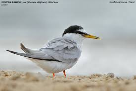 Attēlu rezultāti vaicājumam “Sternula albifrons”