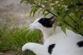 Image result for geeuw