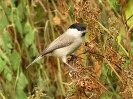 Attēlu rezultāti vaicājumam “Poecile palustris”