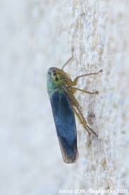 Attēlu rezultāti vaicājumam “Cicadella viridis female”