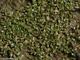 Attēlu rezultāti vaicājumam “Elatine hydropiper leaf”