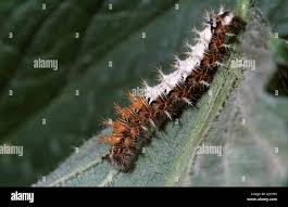 Attēlu rezultāti vaicājumam “Polygonia c-album larva”