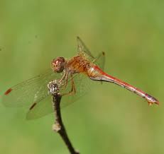 Attēlu rezultāti vaicājumam “Sympetrum”