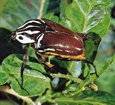 Attēlu rezultāti vaicājumam “Coleoptera”