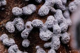 Attēlu rezultāti vaicājumam “Diderma cinereum spores”