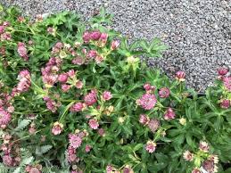 Image result for Astrantia majon `Abbey Road`