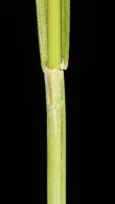 Attēlu rezultāti vaicājumam “Carex flava”