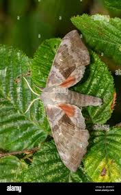 Attēlu rezultāti vaicājumam “Laothoe populi imago”