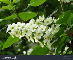 Attēlu rezultāti vaicājumam “Prunus serotina flower”