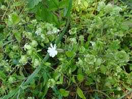 Attēlu rezultāti vaicājumam “Silene baccifera fruit”
