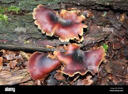 Attēlu rezultāti vaicājumam “Polyporus badius”