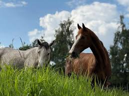 Afbeeldingsresultaat voor paarden