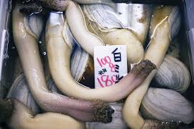 Image result for geoduck