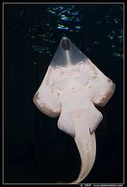 Image result for Glaucostegus cemiculus