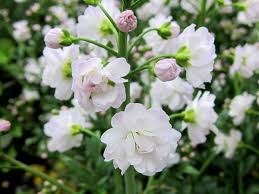 Attēlu rezultāti vaicājumam “Cardamine pratensis”