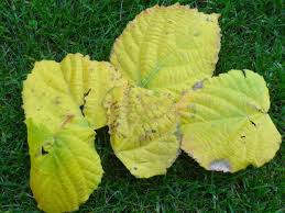 Attēlu rezultāti vaicājumam “Tilia amurensis”