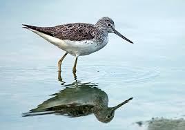 Attēlu rezultāti vaicājumam “Tringa stagnatilis adult”