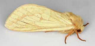 Attēlu rezultāti vaicājumam “Hepialus humuli male”