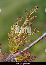 Attēlu rezultāti vaicājumam “Fraxinus excelsior Pendula female flower”